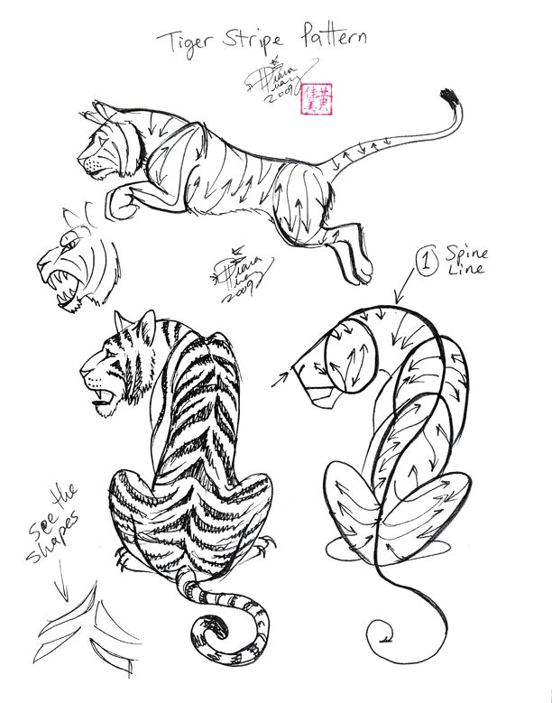 Animal Pattern Drawing Draw A Tiger 2 by Diana Huang In 2019 Drawings Animal