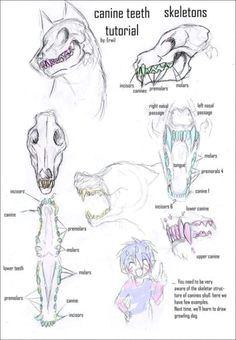 Animal Skull Drawing Step by Step 17 Best Animal Skull Drawing Images Animal Skulls Animal