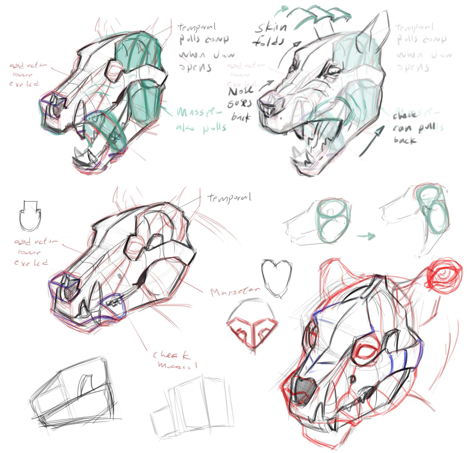 Animal Skull Drawing Step by Step Dog Skull My References Drawings Animal Anatomy Animal