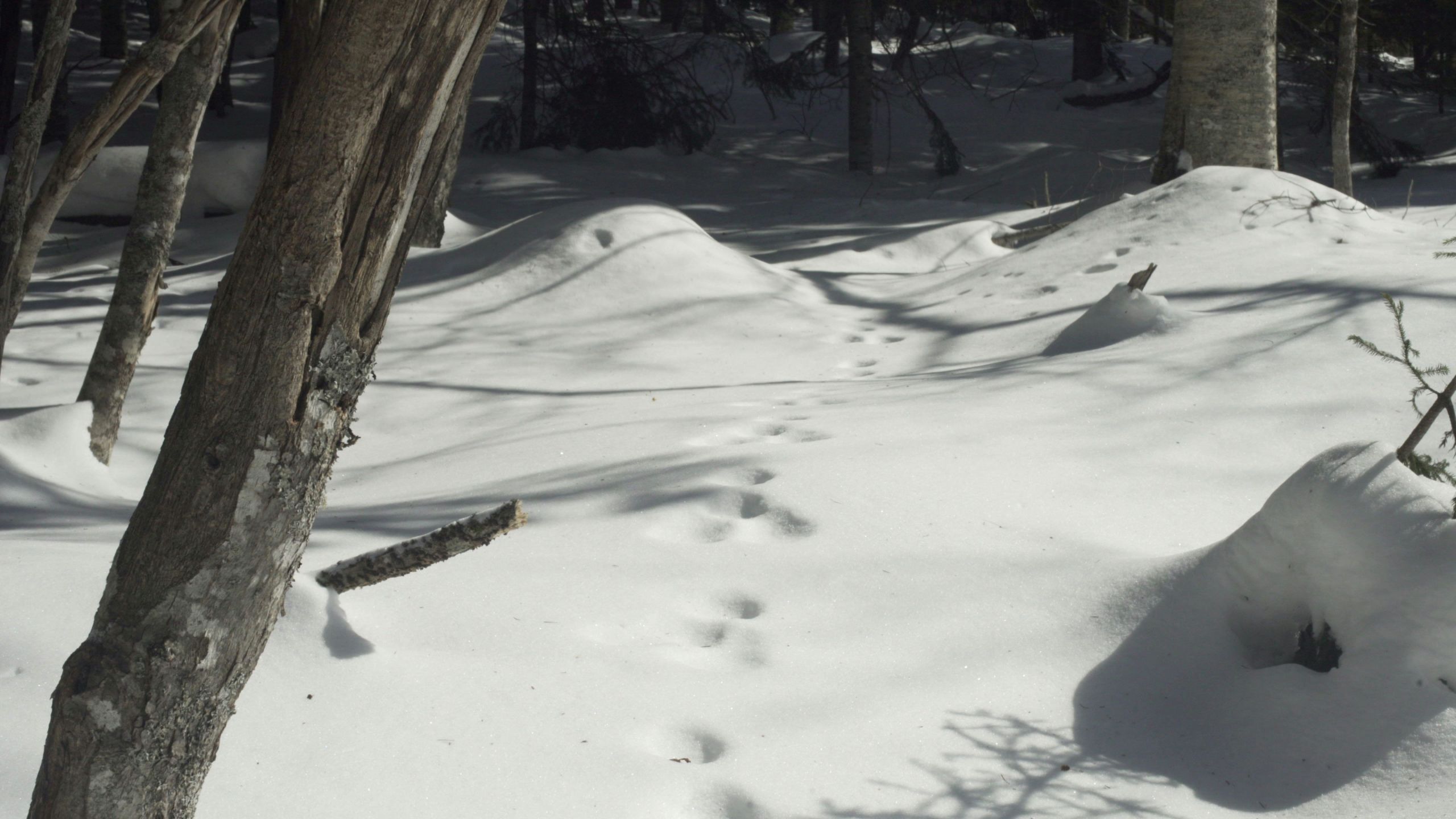 Animal Tracks Drawing Animal Tracks In Snow forest Stock Footage Snow Tracks