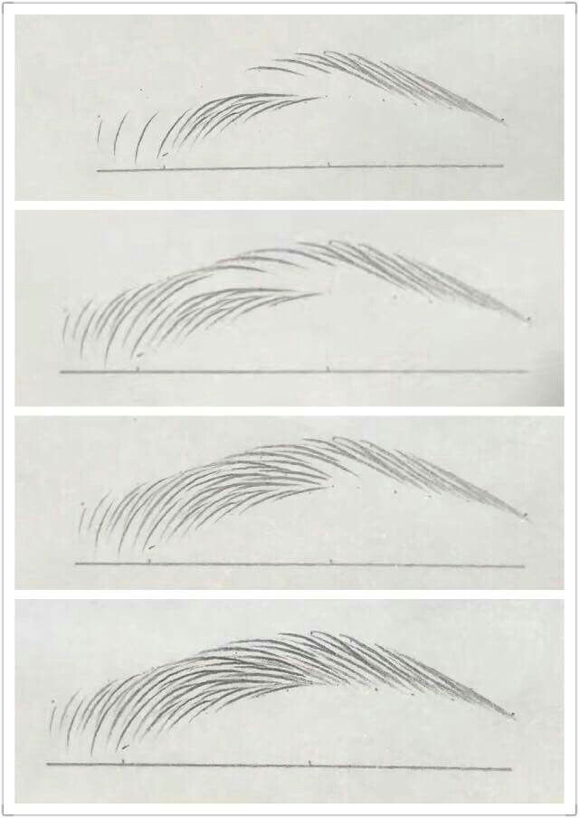 Animal Tracks Drawing Augenbraue Zeichnen Augenbrauen Zeichnen Kunst Anleitung