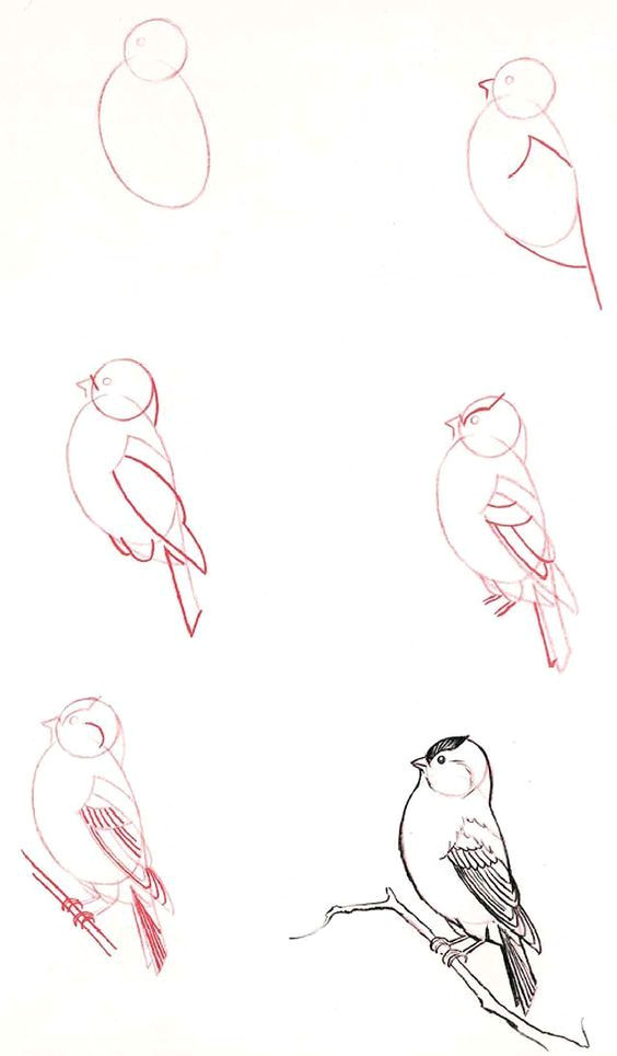 Animals Birds Drawing How to Draw Birds Drawing Zva A ata Kresby Napady Na