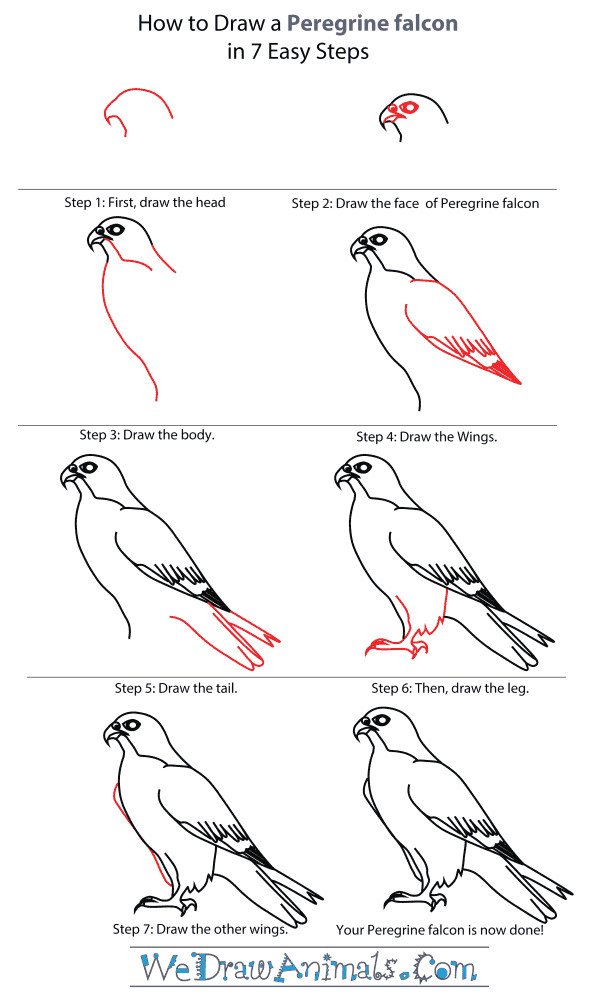 Animals Birds Drawing How to Draw Falcon Google Search Easy Drawings Bird