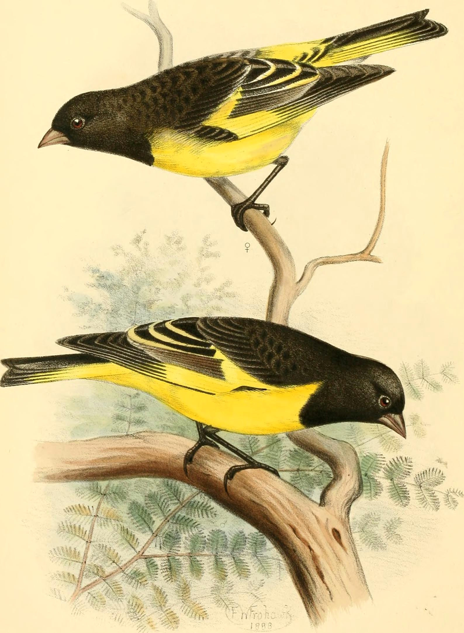 Animals Birds Drawing Kordillerenzeisig Wikipedia