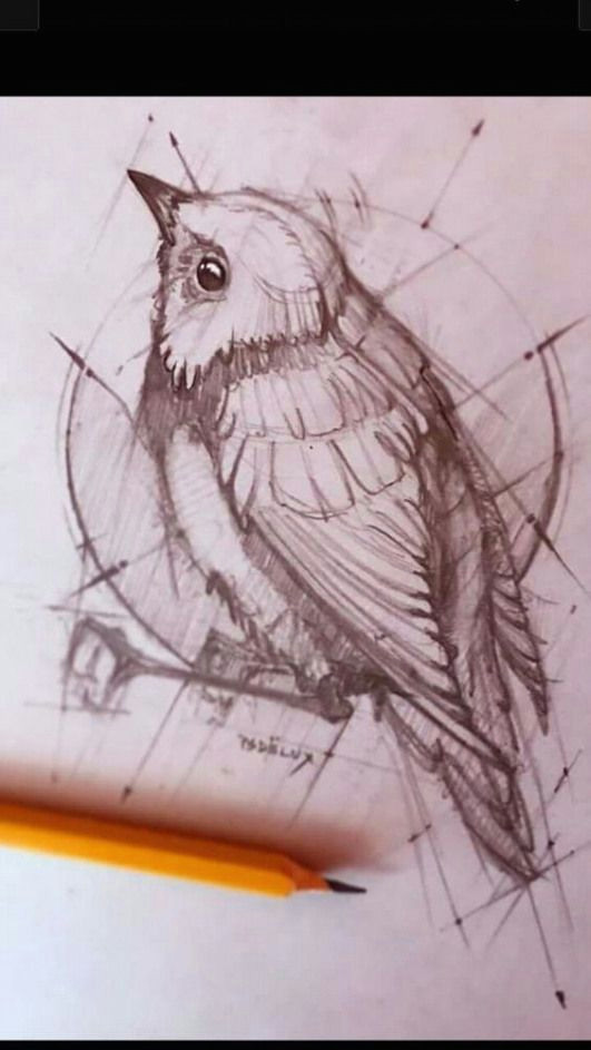 Animals Birds Drawing Sketching Propertions Bird Bird Sketch Bird Drawings