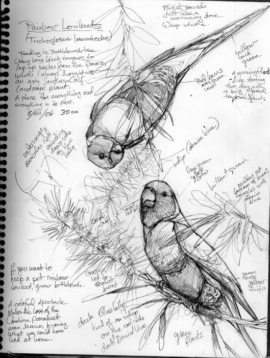 Animals that You Can Draw Draw A Bird Own A Bird Art Sketches Bird Drawings Drawings