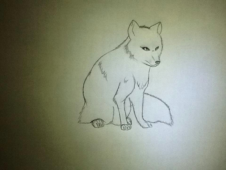 Arctic Fox Drawing Easy Arctic Fox Drawing Dumora A C 2020 Jun 13 2012