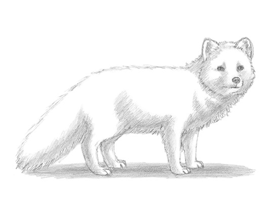 Arctic Fox Drawing Easy Home