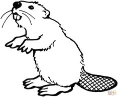 Beaver Drawing Easy 26 Best Beaver Cartoon Images Beaver Cartoon Cartoon