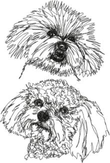 Bichon Frise Drawing Easy 19 Best Bichon Frise Tattoo Images Bichon Frise Bichon