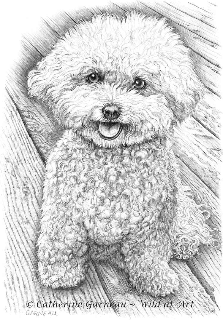 Bichon Frise Drawing Easy 252 Best Lovely Fluffy Things Images In 2019 Poodle Dog