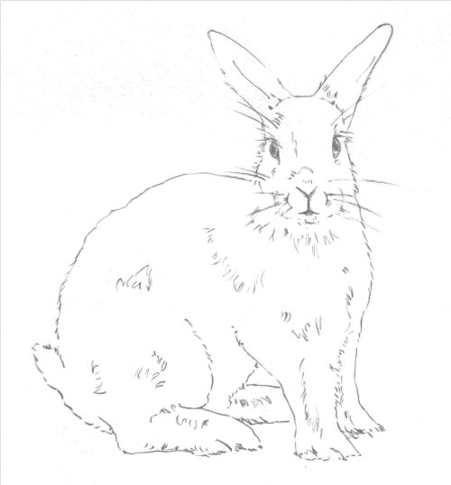 Bunny Easy Drawing Hop to It and Draw A Bunny Rabbit by Following Easy Steps