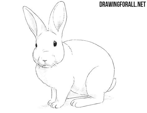 Bunny Easy Drawing How to Draw A Rabbit Rabbit Drawing Bunny Drawing Drawings