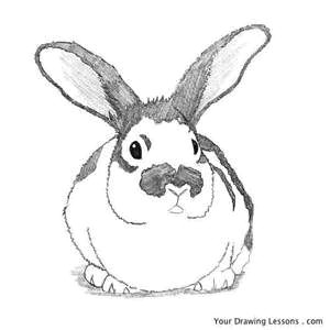 Bunny Easy Drawing How to Draw Bunnies Bing Images Bunny Drawing Rabbit