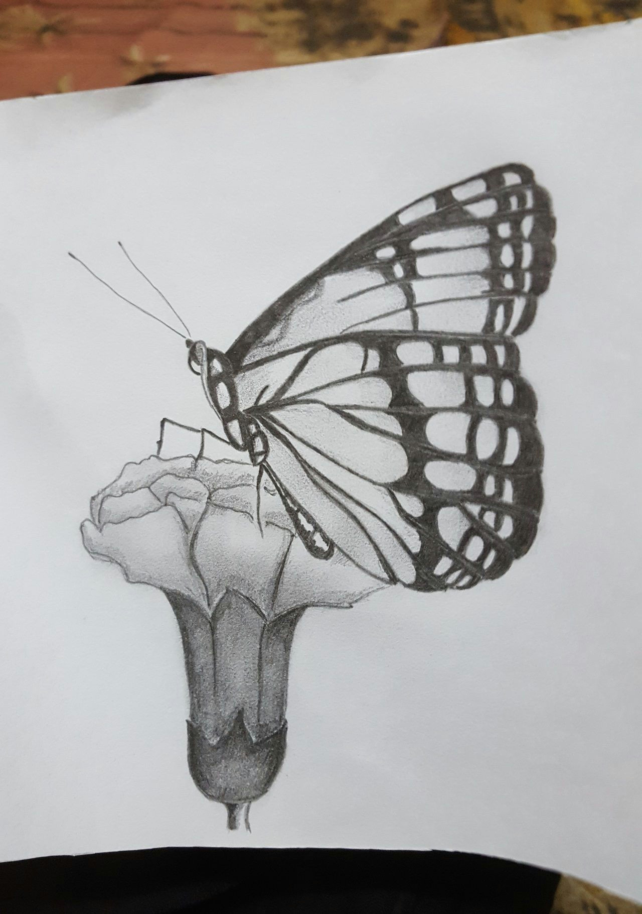 Butterfly and Flower Easy Drawing Beautiful butterfly Sat On the Flower Drawing butterfly