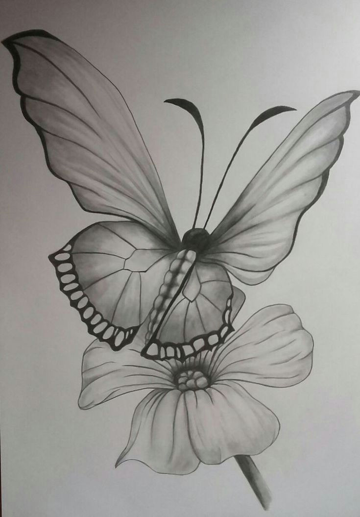 Butterfly and Flower Easy Drawing butterfly Single Flower Pencil Drawing Artist Unknown