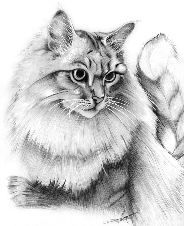 Cat Drawing Ideas 63 Charcoal Cat Drawing Ideas Cat Drawing Cat Sketch Cat Art