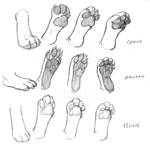 Cat Paw Drawing Easy Pin by Kelsey Reed On Anatomy Tips Cat Drawing Tutorial