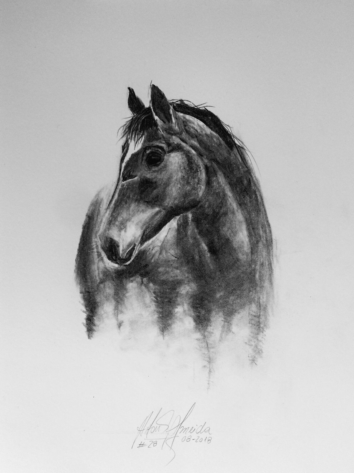 Charcoal Drawing Images Easy Charcoal Drawing Realistic Wild Horse Charcoal Drawing by