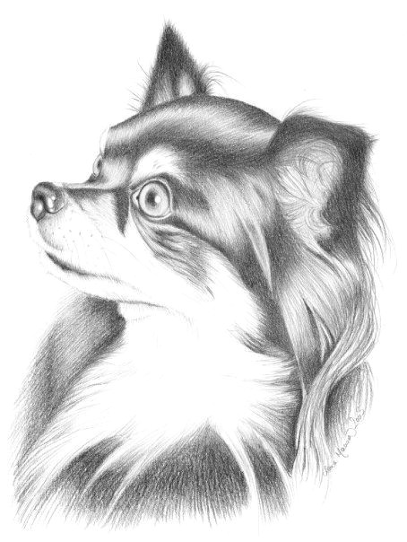 Chihuahua Drawing Easy Chihuahua Pencil Drawing Chihuahua Drawing Animal
