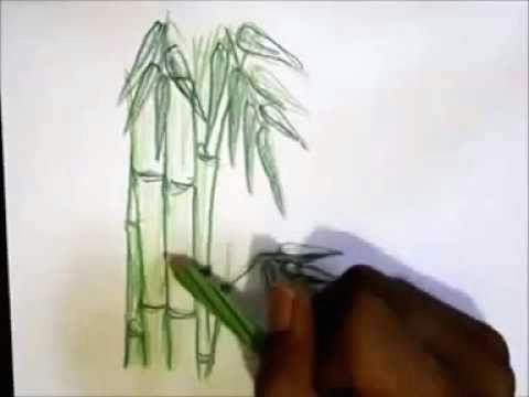 Chinese Landscape Drawing Easy How to Draw A Bamboo Tree with Colored Pencils Easy