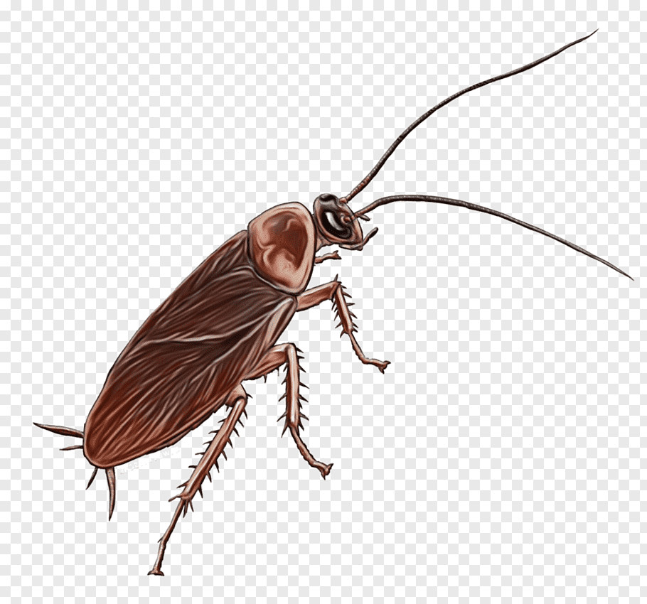 Cockroach Drawing Easy Netwinged Insects Cutout Png Clipart Images Pngfuel