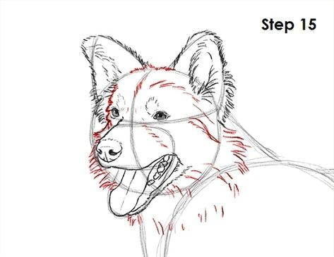 Collie Drawing Easy Border Collie Dog 15 Doodling In 2019 Border Collie Art