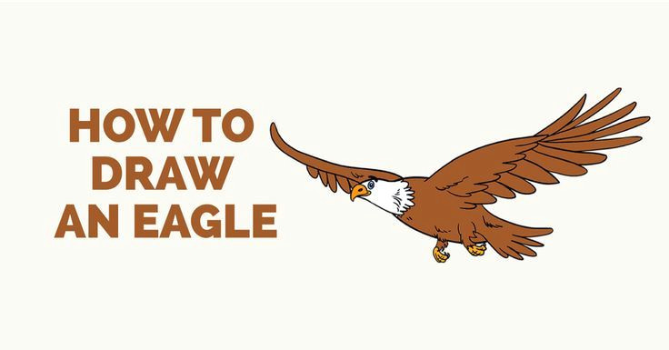 Collie Drawing Easy How to Draw An Eagle Adler