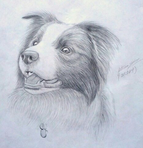 Collie Drawing Easy Pin by Drew Jonkmans On Projects to Try Animal Drawings