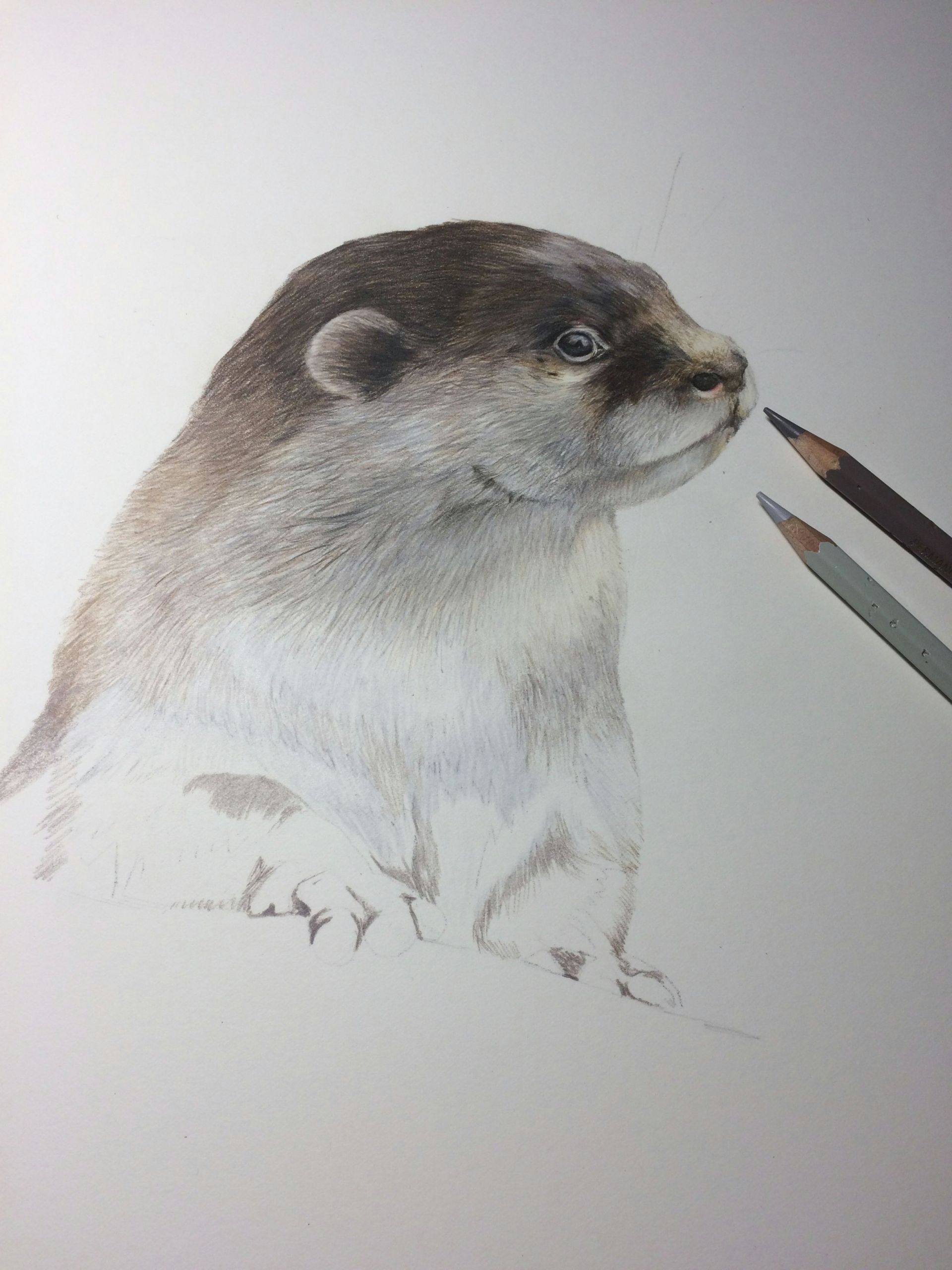 Colored Pencil Animal Drawings Coloured Pencil Work In Progress Drawing Of An Otter