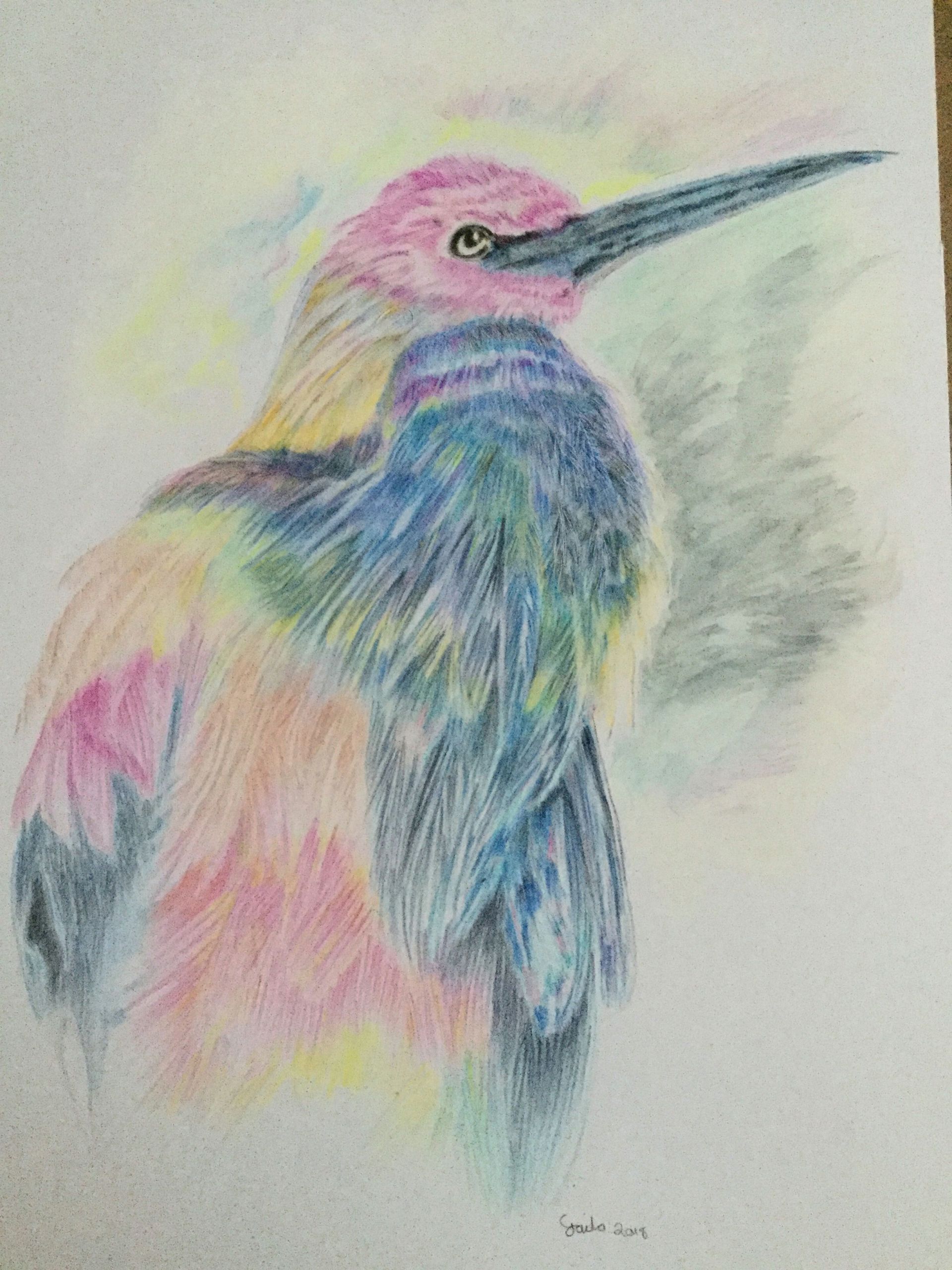 Colored Pencil Animal Drawings Heron Coloured Pencil Drawing In 2019 Color Pencil Sketch