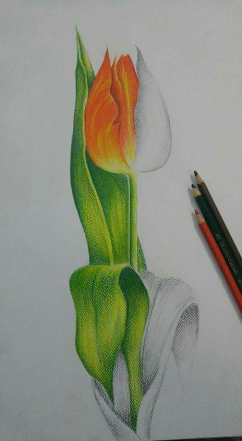 Colored Pencil Drawing Ideas Easy Medium Pencil Colors Color Pencil Sketch Pencil