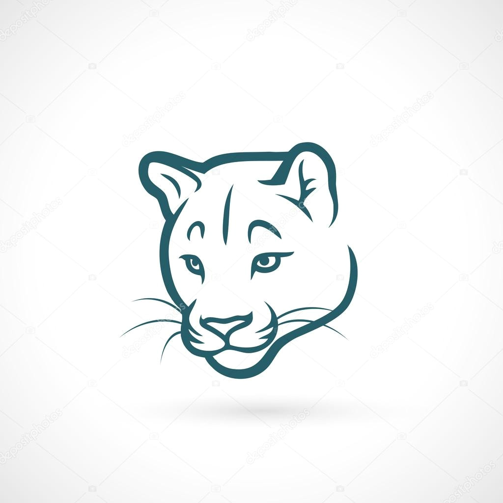 Cougar Animated Drawing A Of Mountain Lions Stock Drawings Royalty Free Mountain