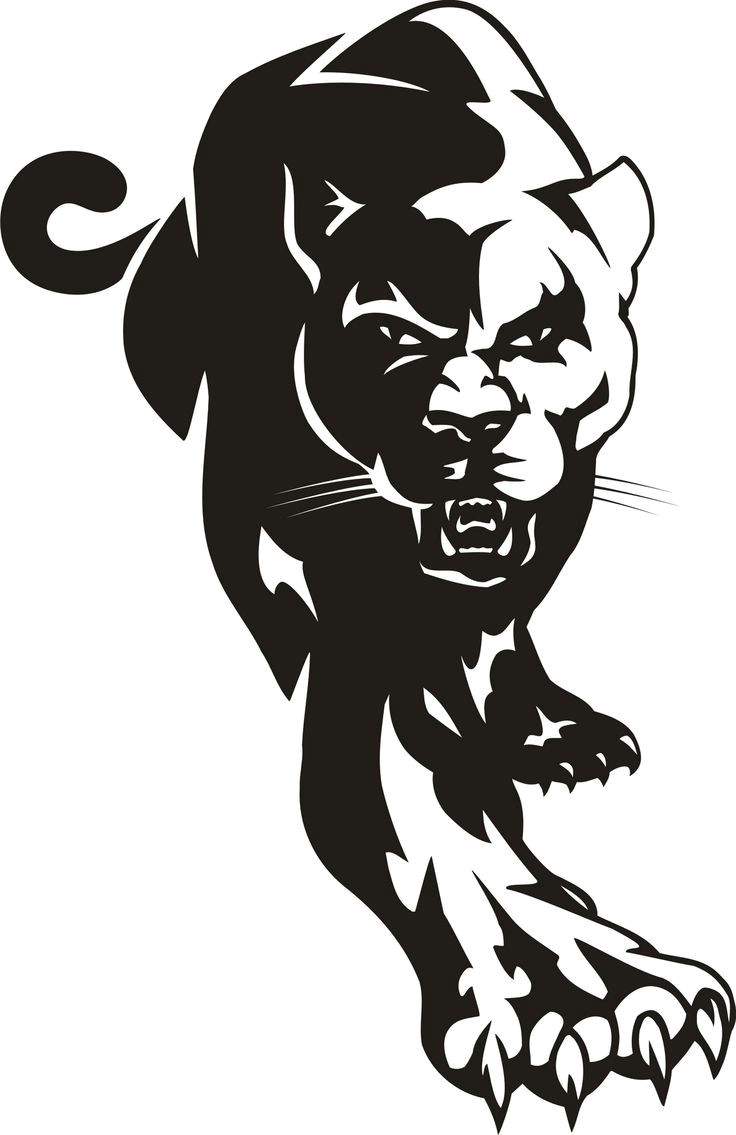 Cougar Animated Drawing Di9x5nn5t Jpg 736a 1 135 Pixels Art Black Panther Drawing