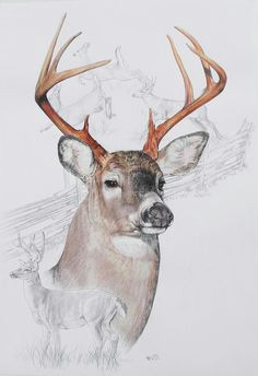Deer Head Drawing Easy 200 Best Deer Sketches Images Deer Sketch Deer Sketches