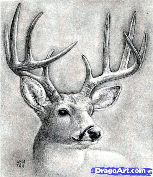 Deer Head Drawing Easy How to Draw A Deer Head Buck Dear Head Step by Step