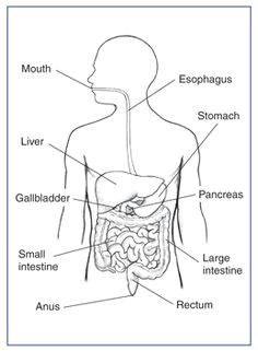Digestive System Drawing Easy 8 Best Digestive System Images Digestive System Anatomy