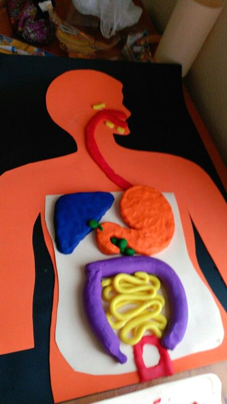 Digestive System Drawing Easy Digestive System with Modelling Clay by Neus Science for
