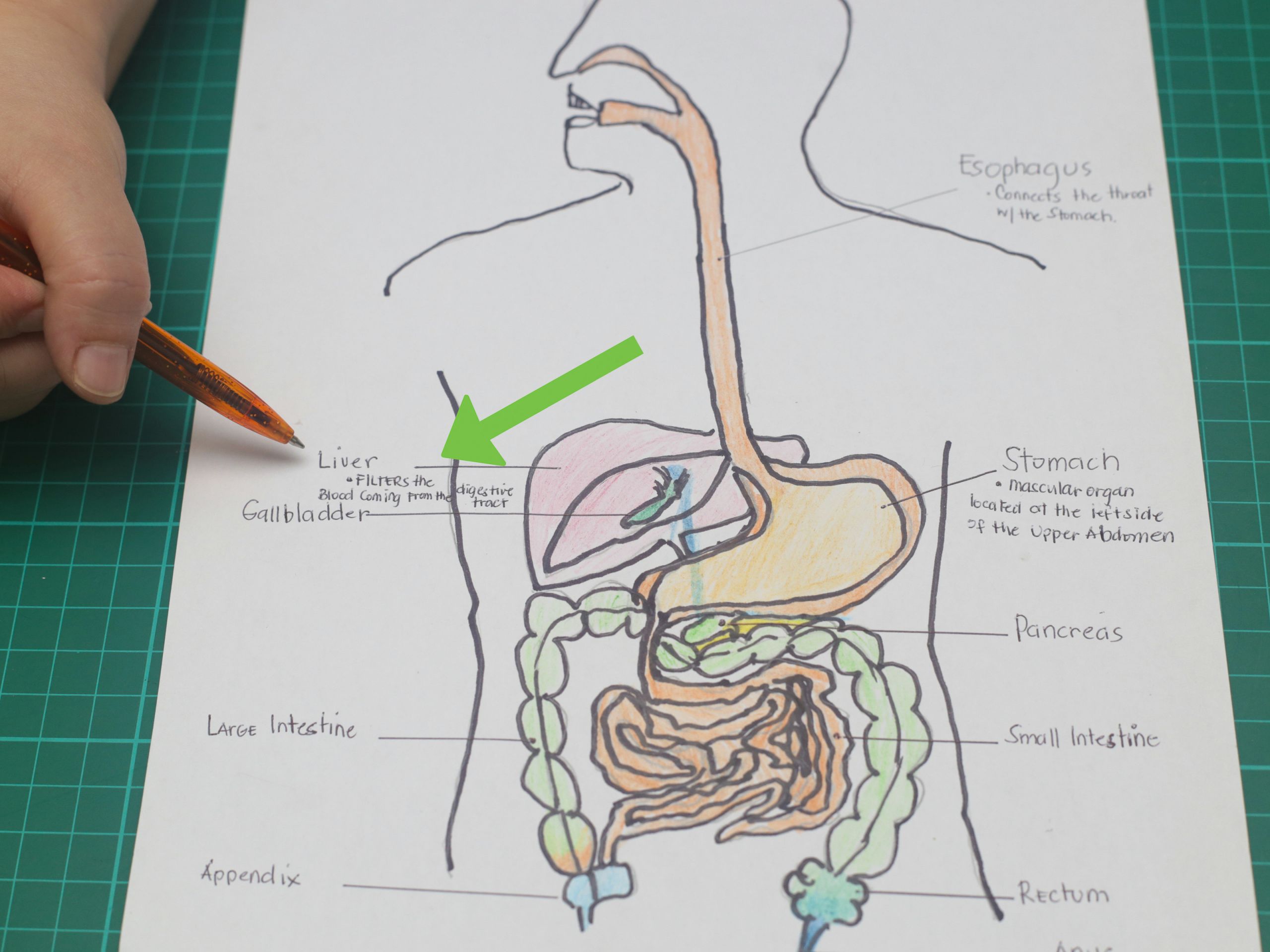 Digestive System Drawing Easy Drawing Pro Muscular System Drawing Easy for Kids