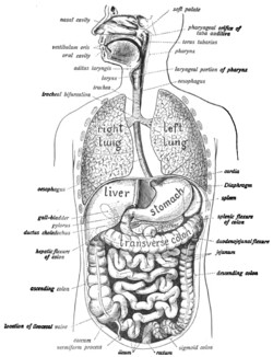 Digestive System Drawing Easy Human Digestive System Wikipedia