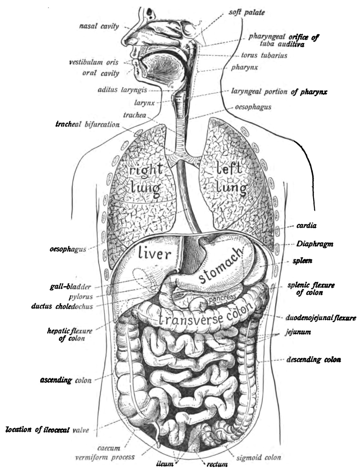 Digestive System Drawing Easy Human Digestive System Wikipedia