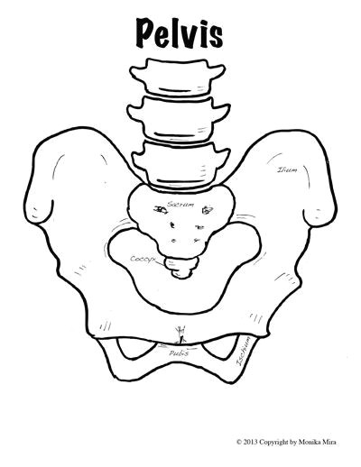 Digestive System Drawing Easy Life Sized Human Anatomy Lesson Including Skeletal and