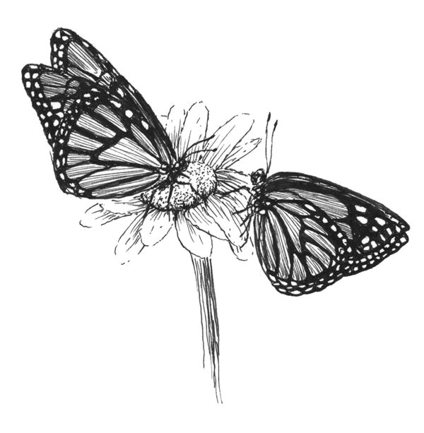 Draw butterfly Easy butterflies Sketch by Kim Krans butterfly Sketch
