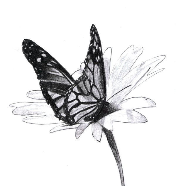 Draw butterfly Easy Traditional Pencil 2006 In 2019 butterfly Drawing Pencil