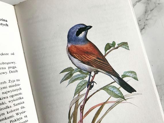 Draw Lessons From the Animal Kingdom and Illustrate Vintage Illustrated Birds Book Vintage Birds Illustrations Birds Illustrations Zoology Book