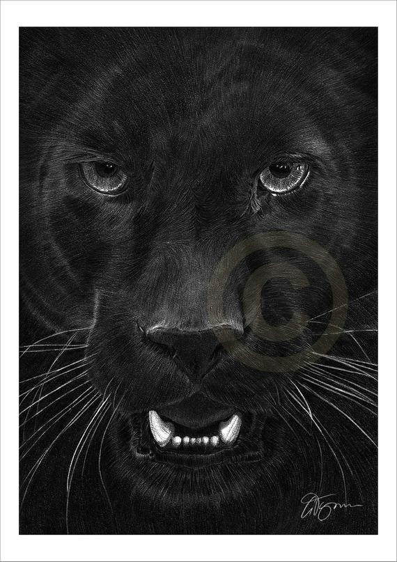 Drawing Black Panther Animal Black Panther Pencil Drawing Print Big Cat Art Artwork Signed by Artist Gary Tymon Ltd Ed 50 Prints 2 Sizes Animal Portrait