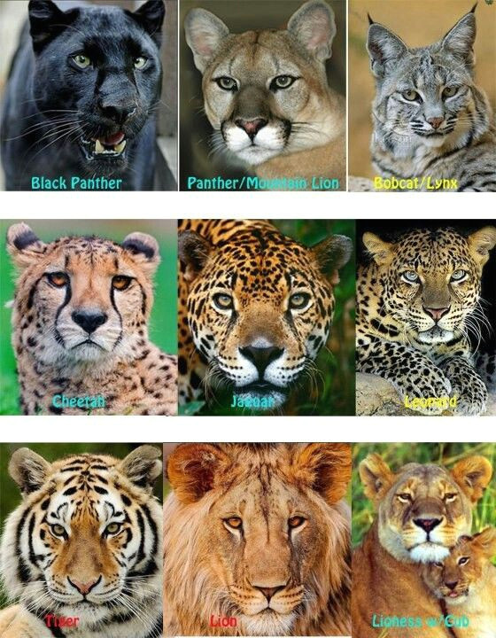 Drawing Black Panther Animal Lions Tigers Cheetahs Jaguars Leopards Black Panthers