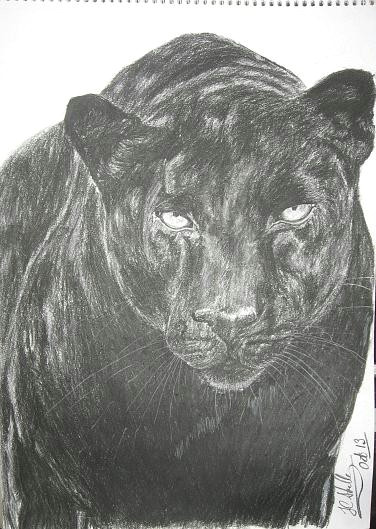 Drawing Black Panther Animal Panther Drawing by John C Skelly
