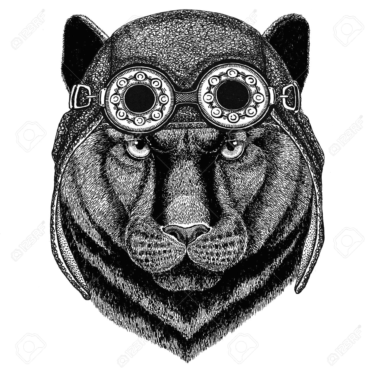 Drawing Black Panther Animal Stock Photo