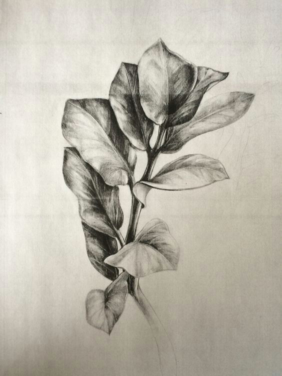 Drawing Ideas Nature 40 Leaf Pencil Drawing Ideas Art In 2020 Nature Sketches